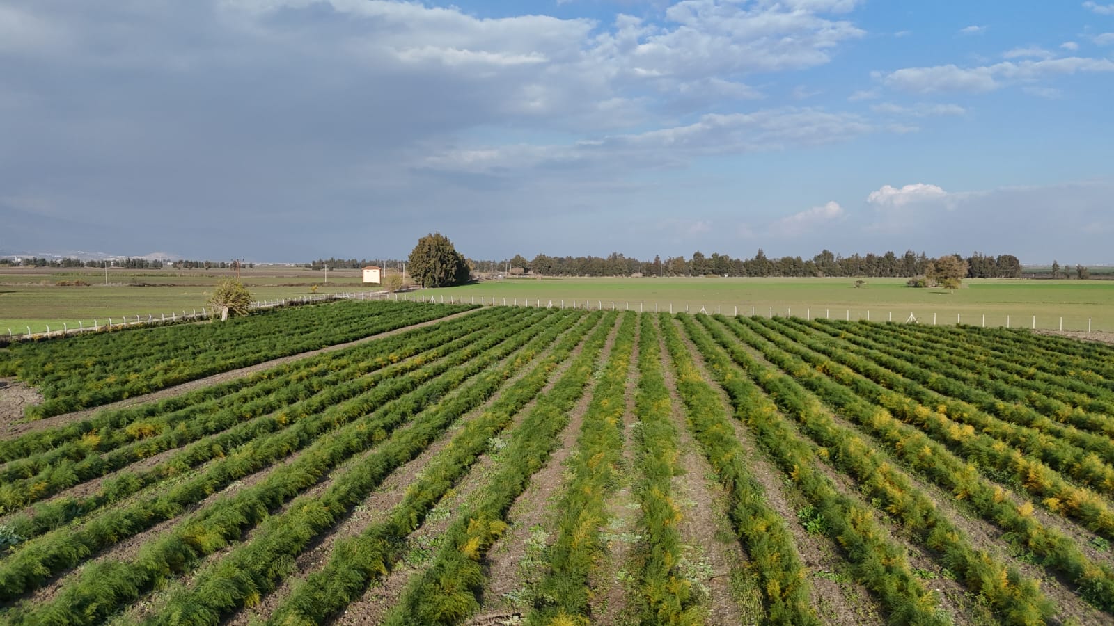Kalp Tarım asparagus field and cultivation area in Antakya