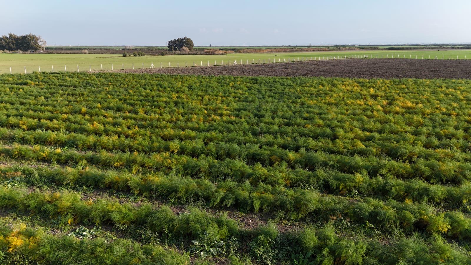 Kalp Tarım agricultural fields in Antakya